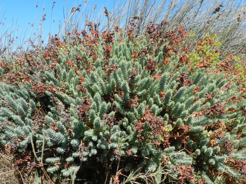 Euphorbia pithyusa